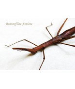 RARE Horsehead Grasshopper Proscopia Scabra Real Framed Entomology Shado... - $81.48 CAD