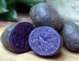 Purplemajesty421  73609.17504332 thumb200