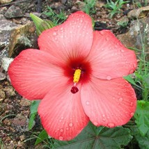 Abelmoschus Moschatus Subsp. Tuberosus Creeping Pink Swamp Hibiscus 20 Seeds - £14.20 GBP