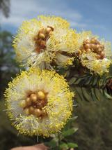 100 seeds Yellow Pom Pom Myrtle - £5.95 GBP