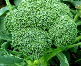 25 Seeds Broccoli Fresh Vegetables Garden - $9.63