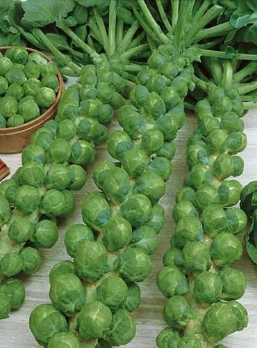 500 Green Gems Brussels Sprouts Seeds For Planting USA Seller - £8.22 GBP