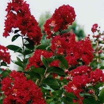 New Fresh Seeds 10 Dwarf Red Crape Myrtle Seeds - £9.50 GBP