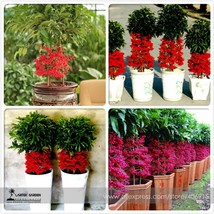 10 Seeds Ardisia Crenata Bonsai Christmas Berry Tree Fresh - £4.65 GBP