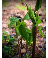 20 Rare Seeds -Cobra or Whip Cord Lily  Tropical Garden - Patio Plant Arisaema  - $3.99