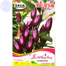 PWO Fresh Purple Pod Peper Heirloom Violet Cluster Chilli Seeds, 30 Seeds, Origi - £1.36 GBP