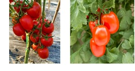 300+ Roma Tomato Seeds Determinate for Planting Fresh Garden Seeds - £21.15 GBP