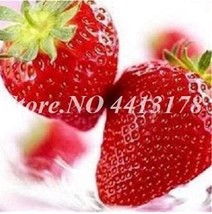 300Pcs Red Strawberry Seeds Giant Juicy Potted Fruit Fresh Seeds Fast Shipping - $11.26