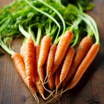 2000 Imperator Carrot Seeds Vegetable Heirloom - $7.99