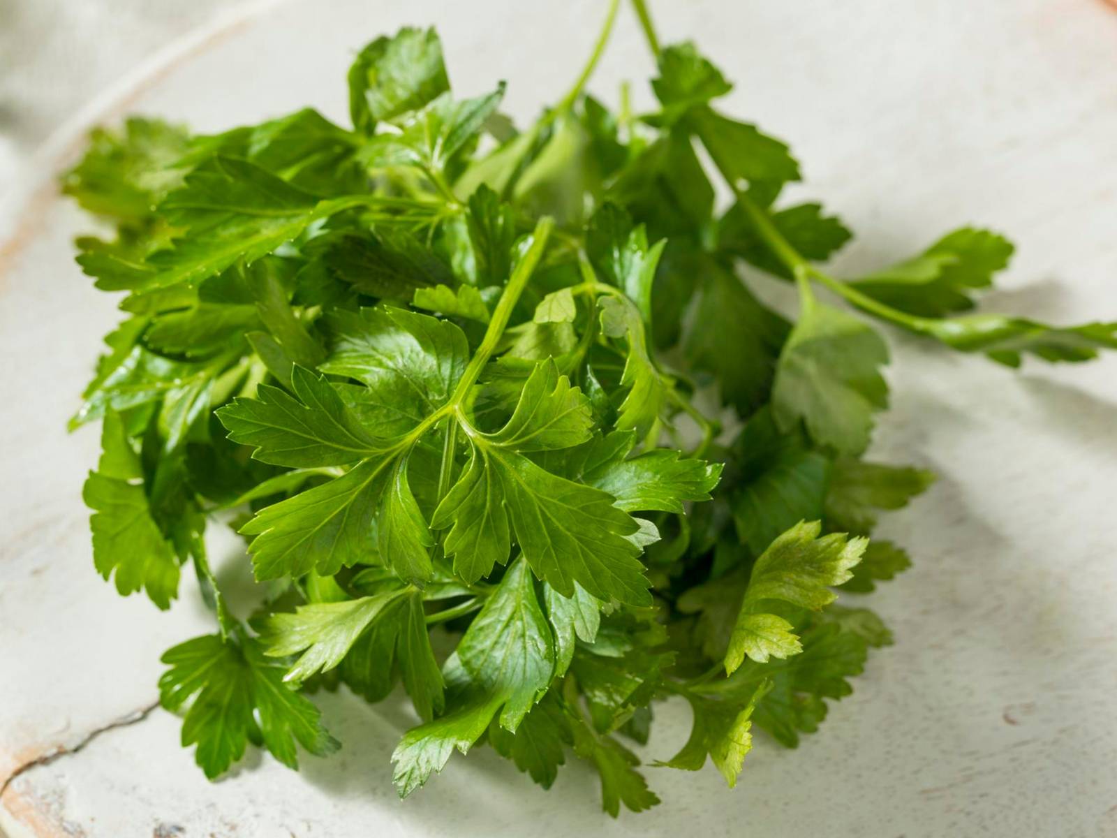 Italian Flat Leaf Parsley Seeds Organic Parsley Seeds Seeds Parsley At H... - $2.98