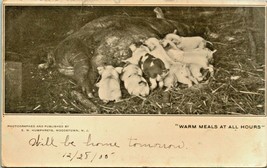 1905 Postcard UDB Piglets Suckling Sow Warm Meals At All Hours Livestock Pigs - £16.33 GBP