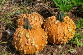 Grow In US 10 Grizzly Bear Pumpkin seeds Fall Unique Specialty Warted - £10.98 GBP