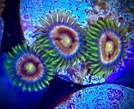 Lazer Lemon Zoanthids - £21.92 GBP+