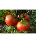 Bogema - €4,97 EUR