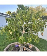 Seedling Mango Rapoza Mangifera Indica Tropical Live Fruit Tree 10In To ... - $98.09 CAD
