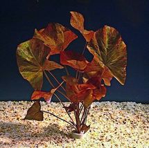 Aquarium Plant Pond3 Red Dwarf Water Lily Nymphaea Rubra Bulb Freshwater... - £26.29 GBP