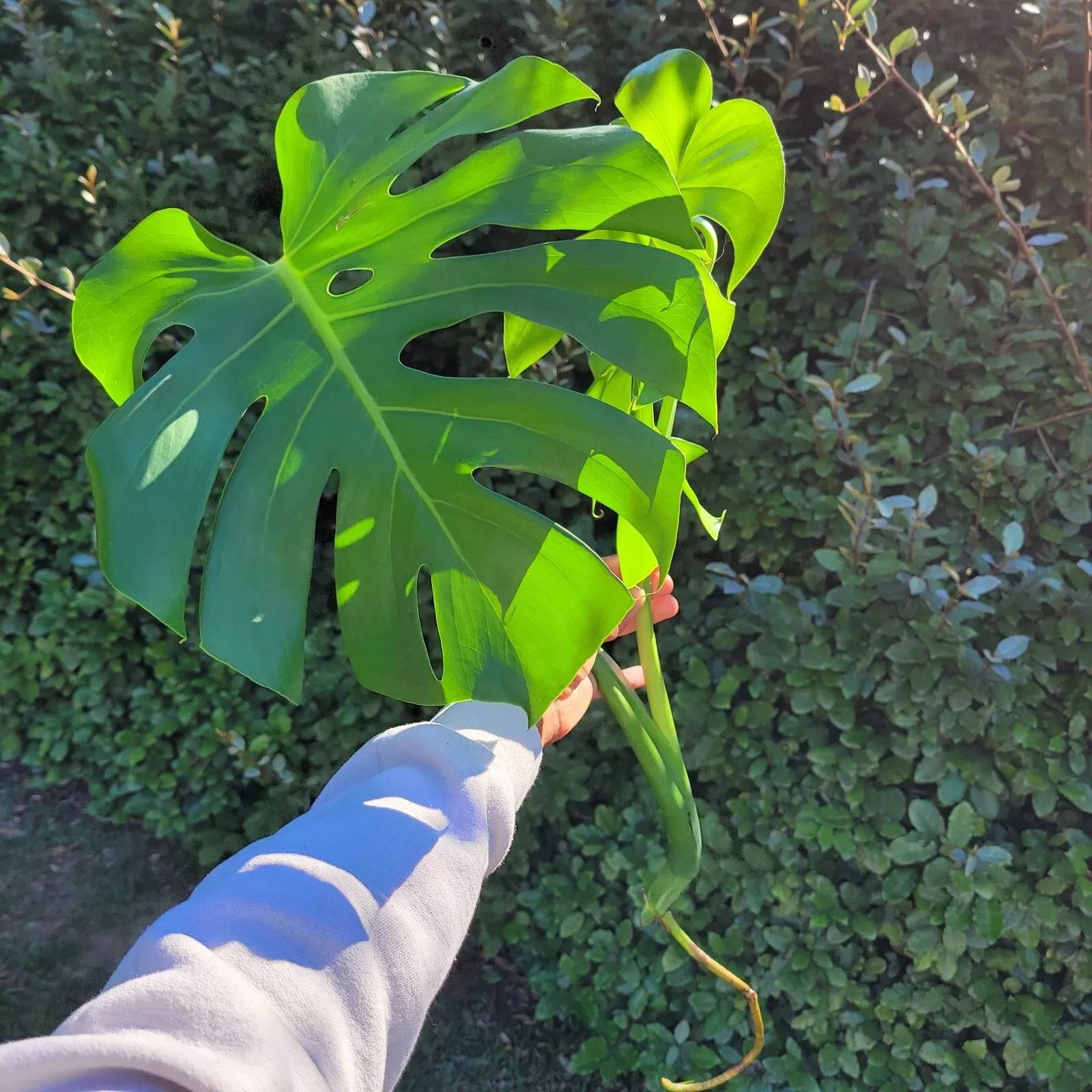 Large Monstera Deliciosa Rooted Cutting, Tropical Live Plant, Swiss Chee... - $36.97