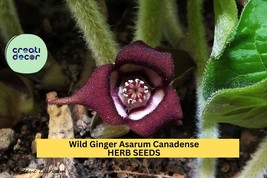 Wild Ginger Seeds – Asarum canadense – 100mg for Planting, Native Ground... - $11.05 CAD