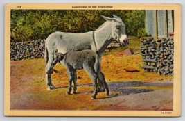 Donkey Lunchtime In The Southwest Postcard R28 - $8.95