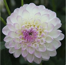 50 Seeds Purple Edge White Dahlia Seeds,100% Really Dahlia Flower Plant Seeds - £23.16 GBP