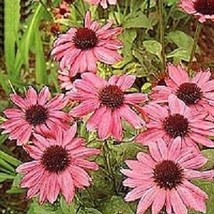 US Seller 50 Pink Coneflower Seeds Echinacea Flowers Flower Fresh Seeds - £7.25 GBP