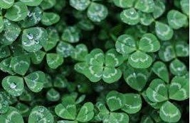 100 Seeds Love Bonsai Four Leaf Clover Family Indoor Vase Garden Flower - $13.79