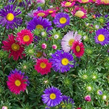 Single Mix China Aster Seeds Daisy Like Fresh Fast Shipping - $3.78