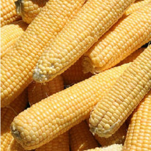 50 Kandy Corn Seeds Vegetable Garden USA - £8.69 GBP