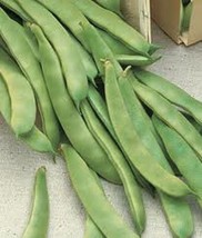 Romano Pole Bean Seeds Italian Roma II  Brown/White Flat Yard Heirloom N... - $2.99+