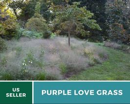 50Pcs Purple Love Grass Seeds Ornamental Grass Seed Eragrostis spectabil... - $24.70