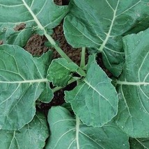 USA SELLER Collard Greens Vates 200 Seeds Delicious Fresh New - £14.27 GBP