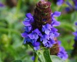 Allheal Seeds Prunella Vulgaris Medicinal Herb Seeds Heal All Fast Shipping - $8.99