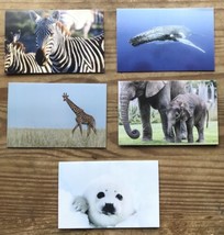 Ifaw Animal Blank Note Cards Seal Whale Zebra Elephants Giraffe w Envelopes - £7.73 GBP
