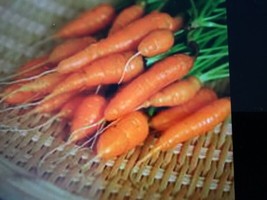 JGBOS Sell Carrot Seeds Fresh For Baby Carrots 200 Seeds - £6.59 GBP