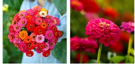 200 Seeds! Zinnia Pepito Mix Dwarf 10” Petite Low Grow 5 Colors - £17.97 GBP