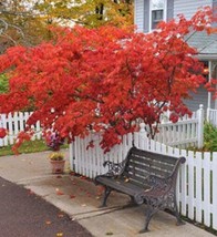 20 Japanese Red Maple Tree Seeds Hand Selected Outdoor Bonsai Tree - £9.10 GBP