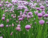 250 Chive Seeds Common Type Fast Shipping - $8.99
