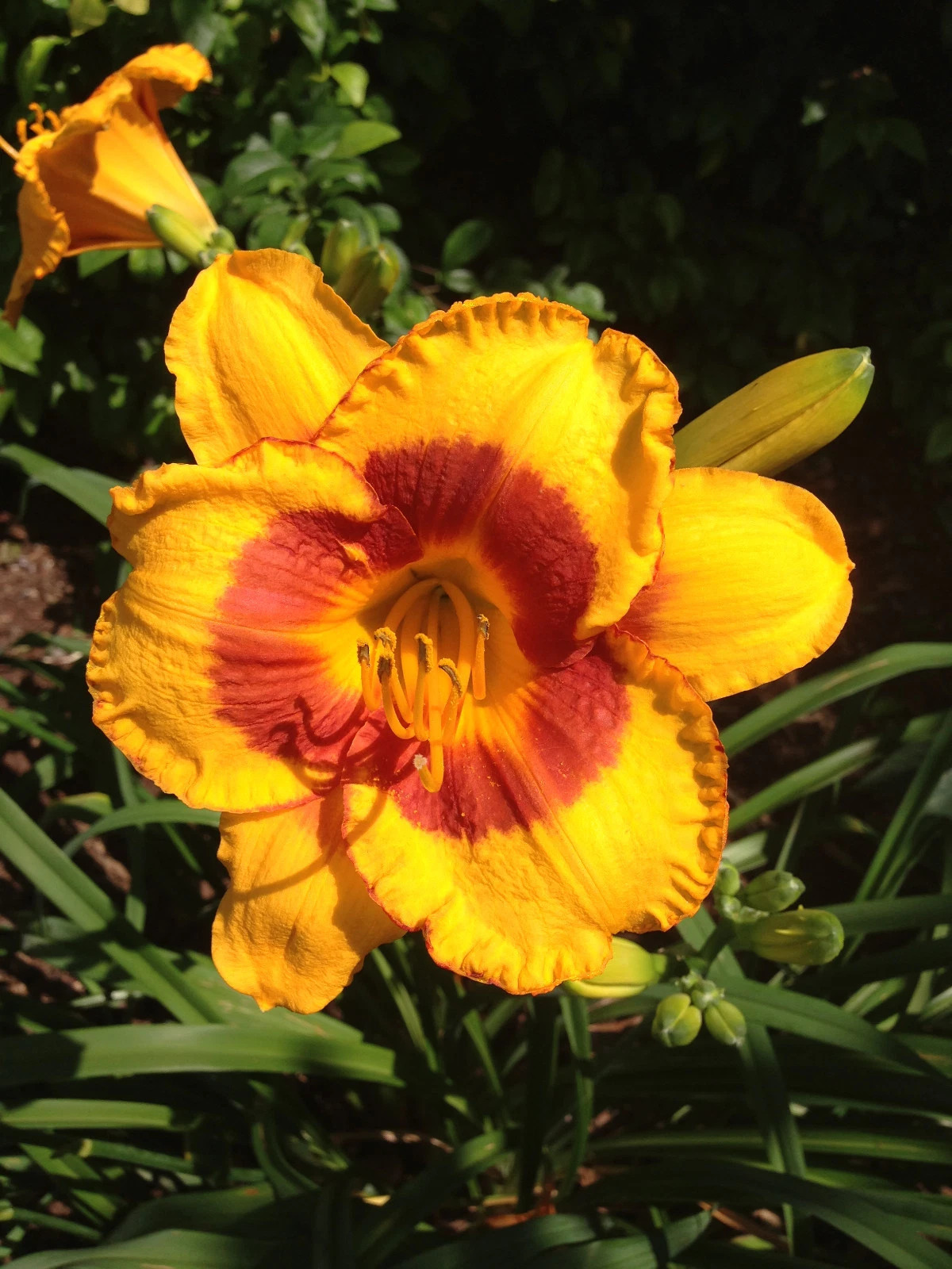 Daylily FOOLED ME reblooming yellow /w red eye edge hemerocallis Perenni... - $46.55 CAD