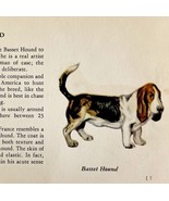 Basset Hound 1939 Dog Breed Art Ole Larsen Color Plate Print Antique PCBG17 - $40.99 CAD
