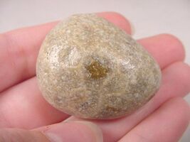 (F832-N) polished Petoskey stone ANCIENT coral specimen Michigan state rock - $14.99