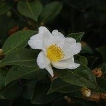 SEPTH Camellia X Winters Star White Zone 6 Cold Hardy Camellia 1 Gallon ... - £56.63 GBP