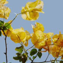 Bougainvillea Orangish Golden - Color 100 Seeds - £6.66 GBP