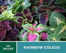 250 Coleus Rainbow Mix Seeds Painted Leaves Ornamental Plant Coleus blumei - £12.59 GBP
