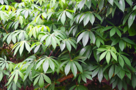 5 Pc Seeds Manihot esculenta Plant, Cassava Tapioca Seeds for Planting | RK - $18.90