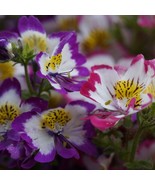 LWK Angel Wings Butterfly Flower Seeds Packet 800 Seeds .5 G Fast Shipping - $14.15