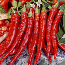 Non GMO Cayenne Long Slim Pepper - 50 Seeds - £6.25 GBP