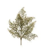 Cedar Spray (Set of 6) - 829224 - €47,81 EUR