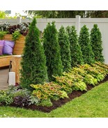 White Cedar Thuja Occidentalis Landscaping Shapeable Low Maintenance 50 ... - $8.57