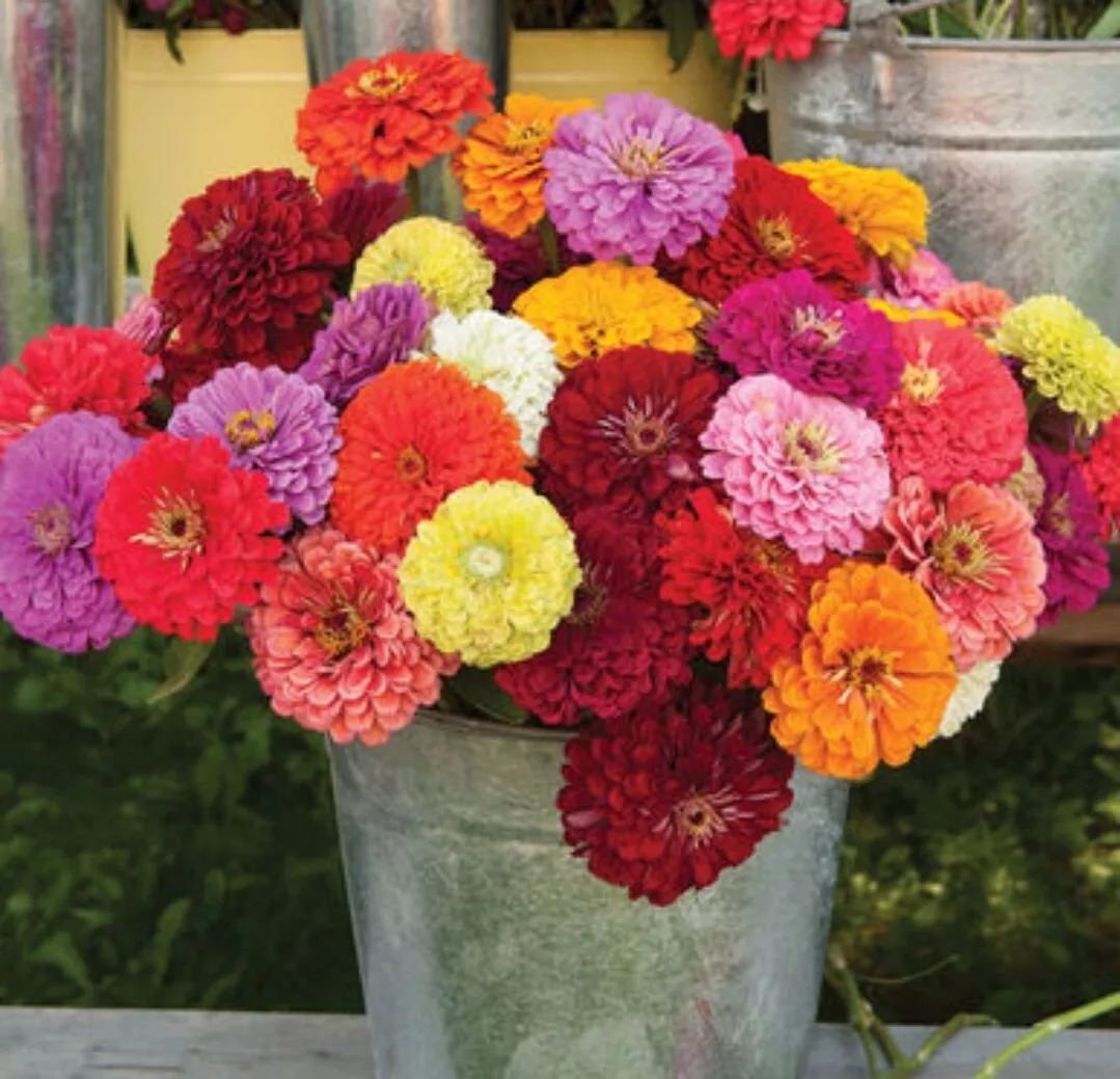 SGH 40 Zinnia Benary&#39;S Giant Mix Seeds USA Seller - £8.50 GBP