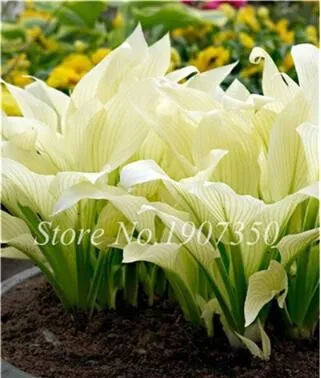 120 Colorful Hosta Seeds Perfect Color T2 - £7.02 GBP